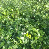 یاس هلندی و چمن|خدمات باغبانی و درختکاری|نشتارود, |دیوار