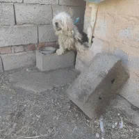 سگ پاکوتا|سگ|گوگان, |دیوار