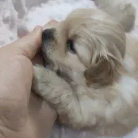 واگذاری سگ|سگ|مشهد, شهرک امام هادی (شهرک غرب)|دیوار