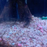 لجن خوار مامله با دوتا. سایز متوسط|ماهی|کرمان, |دیوار