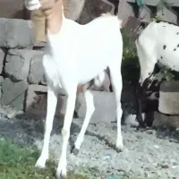 سه عدد بز کهره دار|حیوانات مزرعه|بندرعباس, |دیوار