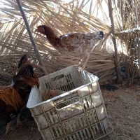 مرغ لاری مامله ای با سگ|سگ|جیرفت, |دیوار