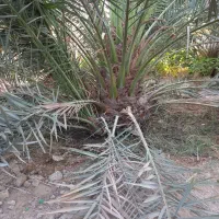 نخل برحی نسیجی|خدمات باغبانی و درختکاری|شادگان, |دیوار