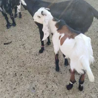 بز پنچاپی شیری دوقلو زا