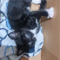 نیاز فوری به حامی واگذاری گربه نر