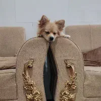 سگ پامر گرگی