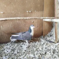 نرا ماده زره دمگیر بدرنگ|پرنده|خمینیشهر, |دیوار