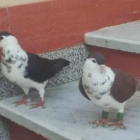 کبوتر ساده سیاه