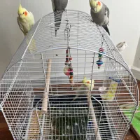 عروس هلندی دستی