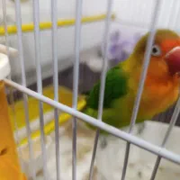 طوطی برزیلی نر|پرنده|بروجرد, |دیوار