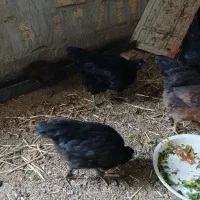 مرغ استرالوپ محلی و بلک استار|حیوانات مزرعه|کرج, شهرک پردیسان|دیوار