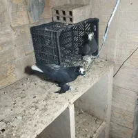 کبوتر های سالم