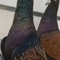 فروش یک جفت کبوتر طاووسی