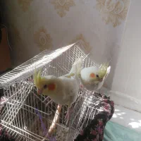 عروس هلندی|پرنده|کرج, شهرک امام رضا (ع)|دیوار