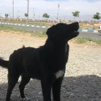سگ قدر جونی مشکی ۴ ماه فقط واگزار