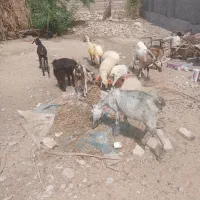 فروش چند عدد بز وبره ماده ویک عدد کهرنر ونری|حیوانات مزرعه|بندرعباس, |دیوار