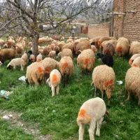 فروش ۸۰ راس میش  بره دار