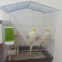 عروس هلندی