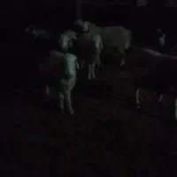 پاژن جوان وهشت راس میش|حیوانات مزرعه|راهگان, |دیوار