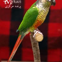 خرید و فروش انواع طوطی گرینجیک|پرنده|بندرعباس, |دیوار