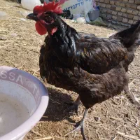 7عددمرغ سیاه