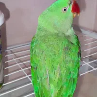 شاه طوطی نر|پرنده|فردیس, فردیس|دیوار