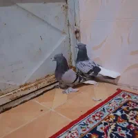 سبز دم سفید