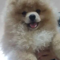 پامر ماده یک ساله