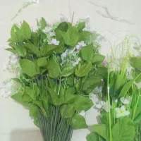 برگ و سیم ساقه