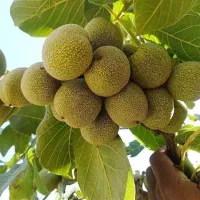 نهالستان سرسبز مهندس عزیزی گلدانی داریم