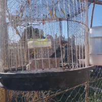 مجسمه پرنده