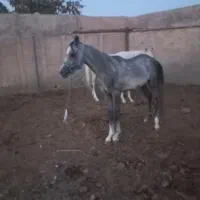 اسب|اسب و تجهیزات اسب‌سواری|رباط‌کریم, الارد|دیوار