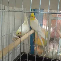 عروس هلندی|پرنده|کرخه, |دیوار