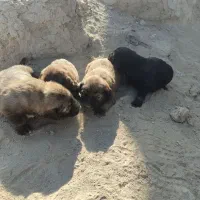 واگذاری سگ سرابی|سگ|هشتگرد, هشتگرد قدیم|دیوار