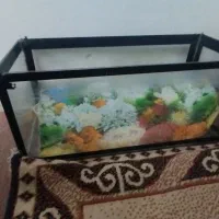 آکواریوم سالم