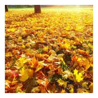 درمان  الرژی فصل پاییز وپیشگیری از بیماریهای ویروس