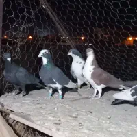 ۵ عدد کبوتر|پرنده|رفسنجان, |دیوار