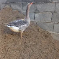 غازمحلی ماده وتخم غاز|حیوانات مزرعه|کلاله, |دیوار