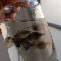 فروش ماهی گوپی نژاد های مختلف|ماهی|نیشابور, شهرآرا|دیوار