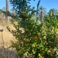 باغ متراژ زیاد