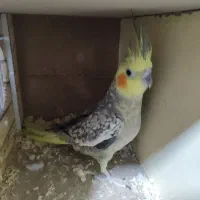 عروس هلندی ماده