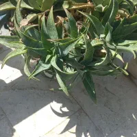 فروش گل آلوورا|گل و گیاه طبیعی|ماسال, |دیوار