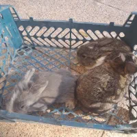 خرگوش پشمالو|موش و خرگوش|اسفراین, |دیوار