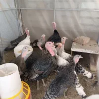 بوقلمون ارگانیک برنز