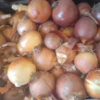 پیاز فلات درجه ۱