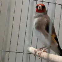 معاوضه سهره