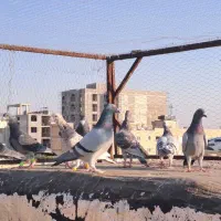 کبوتر پلاکی