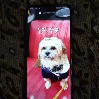 a12|موبایل|تهران, نیروی هوایی (پیروزی)|دیوار