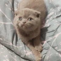 گربه اسکاتیش|گربه|گرگان, |دیوار