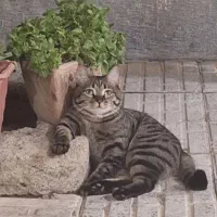 گربه گمشده